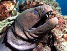 Moray Eel