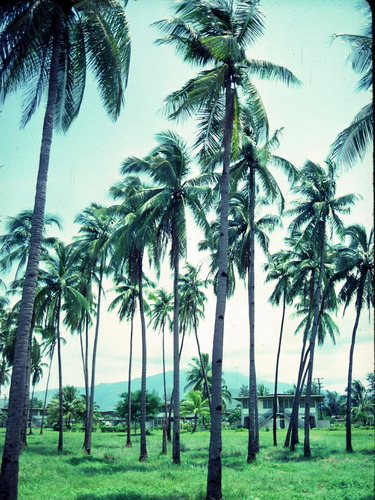 The walk to the beach went through this coconut grove. (Photo found online.)