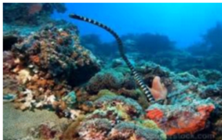 Banded Sea Krait (Sea Snake)