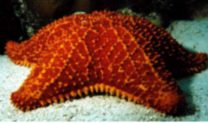 Underwater Volleyball Pillow Starfish (not its real name)