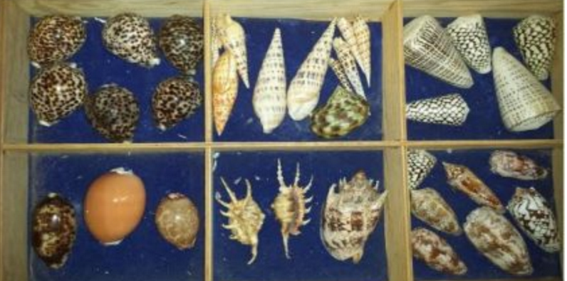 Sample of Shells from Subic Bay, Collected 1968 - 1970 (1)
